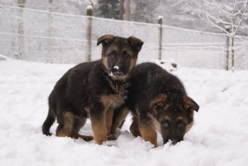 N�meck� ov��k - �t��ata s PP