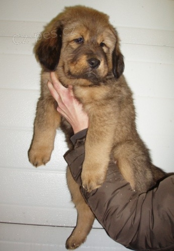 Tibetsk� doga - �t�n�