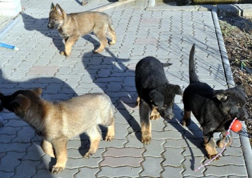 N�meck� ov��k, �t��ata s PP z v�b�rov�ho chovu