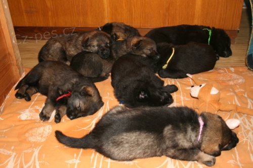 �t��ata n�meck�ho ov��ka