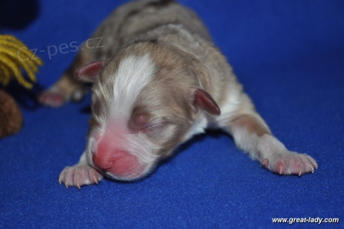 Australsk� ov��k