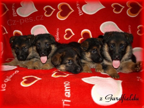 N�meck� ov��k - �t���tka s PP