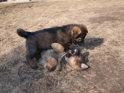 N�meck� ov��k �t���tka