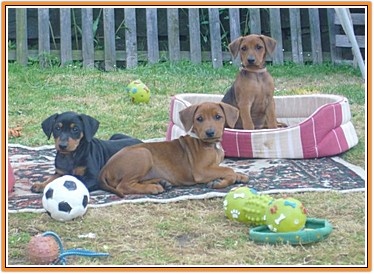 N�meck� pin� s PP-