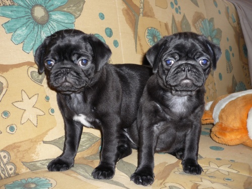 MOPS �t���tka