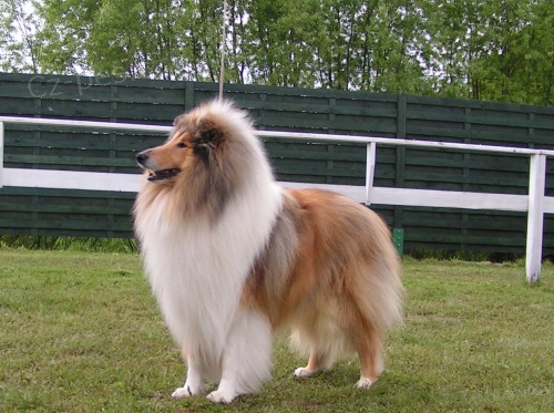 Kolie dlouhosrst�