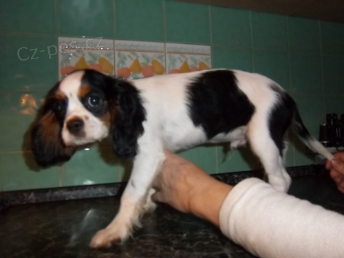 kaval�r king charles �pan�l