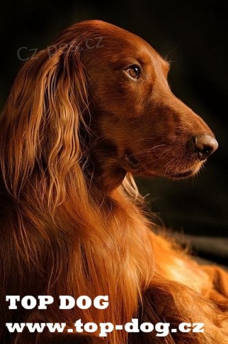 Top Dog - v�cvik, p�ev�chova, poradenstv�, ven�en� ps� Praha