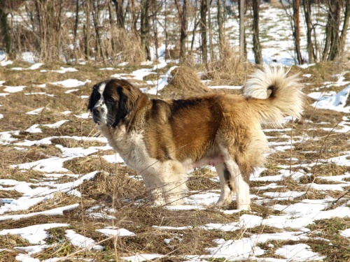 Moskevsk� str�n� pes