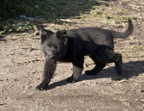 N�meck� ov��k �t��ata s PP