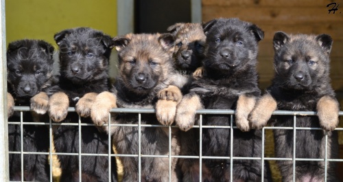 Prod�m �t��ata NO s PP