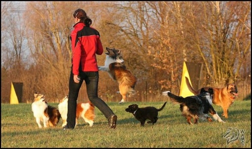 Ps� �kola BestagilityOstrava