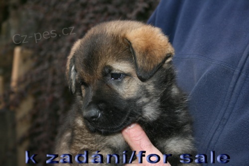 �t��ata n�meck� ov��k s PP