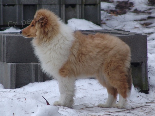 Kolie dlouhosrst�