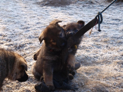 n�meck� ov��k �t���tka