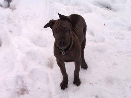 Thajsk� ridgeback - posledn� pejsek - �oko mega mazel s PP 