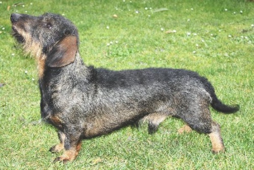 Jezev��k - nab�dka kryt�