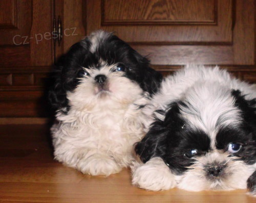 kr�sn� �t�n�tka shih tzu