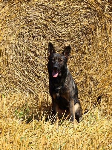 Prod�m �t��ata n�meck�ho ov��ka