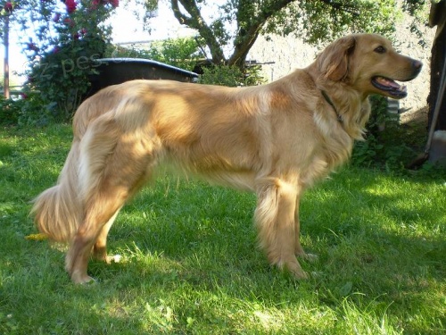 Hovawart - �t��ata s PP