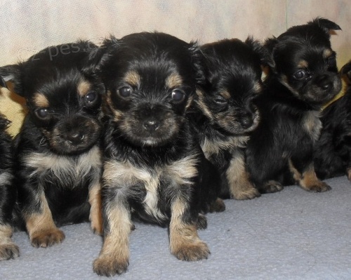 Jor��r X �ivava