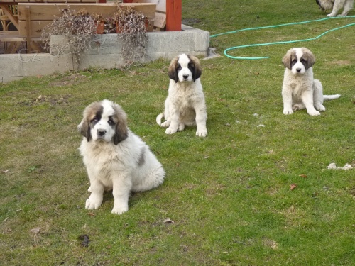 Moskevsk� str�n� pes