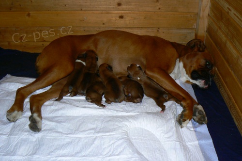 Zlat� �t�nata N�meck�ho boxera