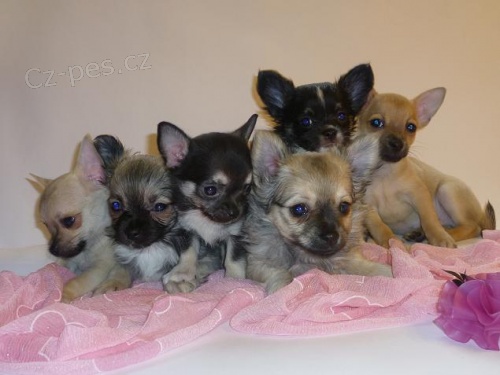 Prod�m �t���tka �ivavy dlouho i kr�tkosrst� s PP