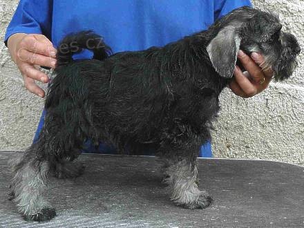 Kn�ra� mal� pep� a s�l