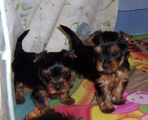 Prod�m �t��ata Jork��r� - psa a fenku