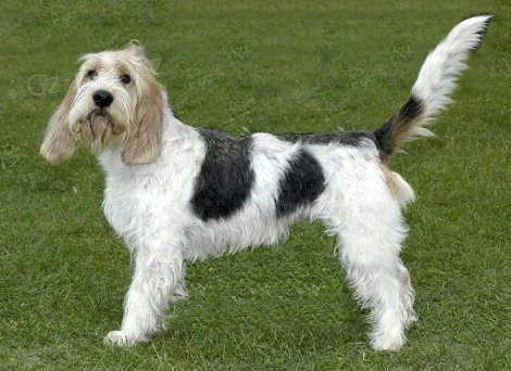 Vend�esk� hrubosrst� baset