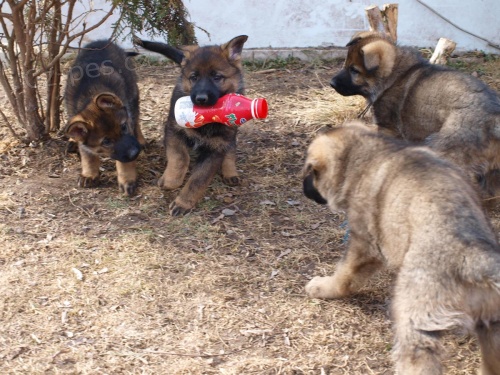 N�meck� ov��k �t���tka