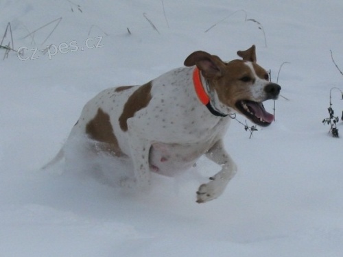 �t���tka pointer�