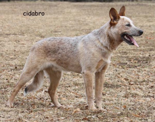 ACD �erven� s PP