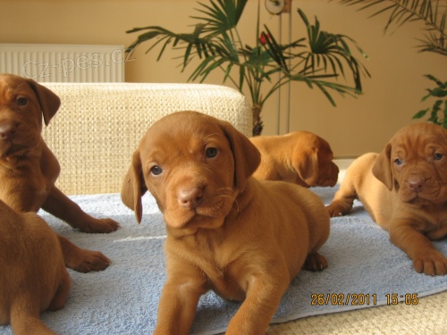 Ma�arsk� oha� kr�tkosrst�-�t���tka