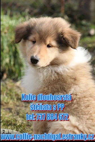 Dlouhosrst� kolie