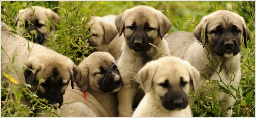 �t��ata Anatolsk�ho pasteveck�ho psa