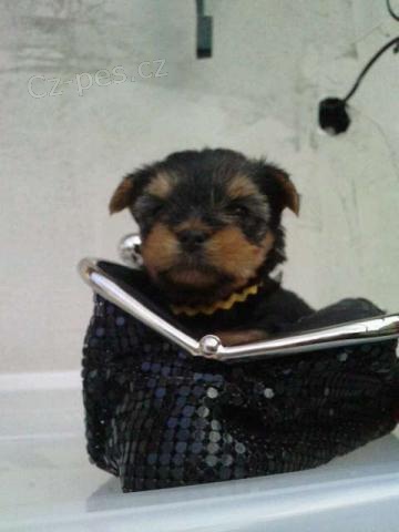 �t�nata york��rsk� teri�r