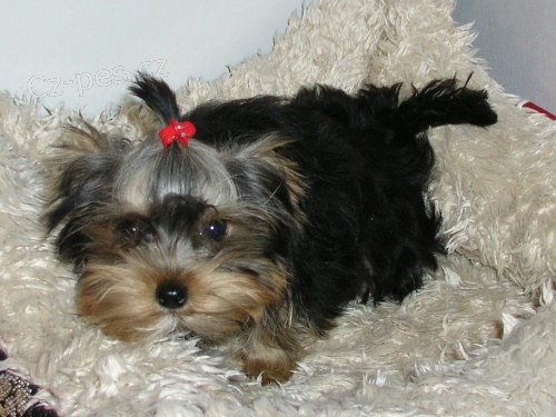 �t��ata jork��ra