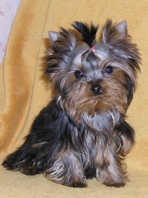 �t��ata jork��ra