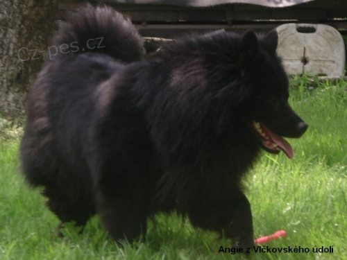 N�meck� �pic velk� �ern� a vl��