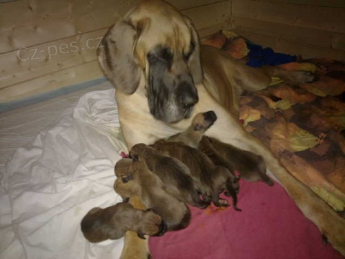 N�meck� doga �lut� �t��ata 