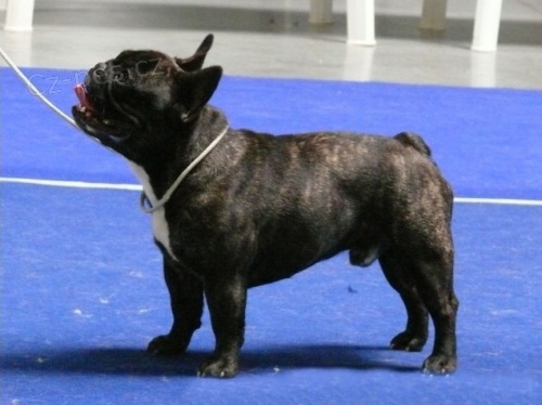 Francouzsk� buldo�ek 