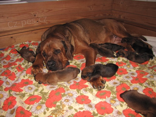 TOSA INU �t��ata 