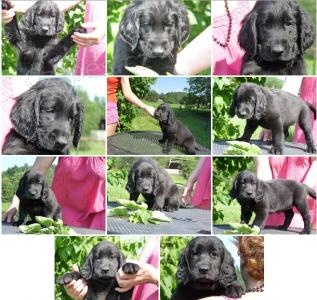 Zad�me �t�n�tka Flat Coated Retriever