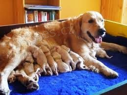 Zlat� retriever - �t��ata