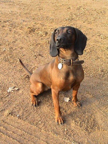 Hled�me psa Bavorsk�ho barv��e ke kryt�