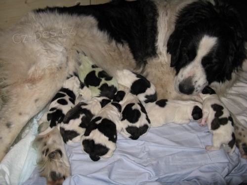 Pyrenejsk� mastin-�t���tka