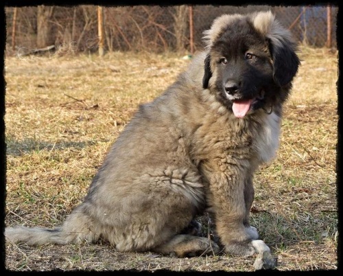 Kavkazsk� pasteveck� pes 