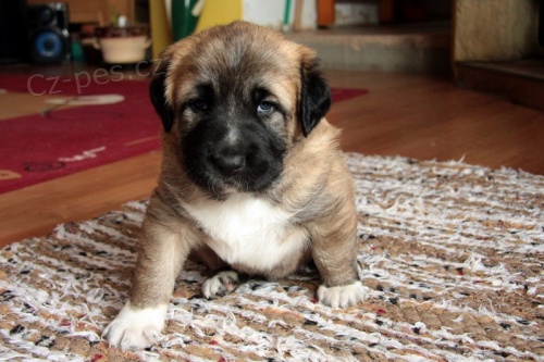 �t���tka   st�edoasijsk�ch pasteveck�ch ps�